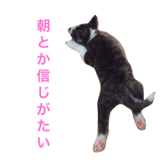 [LINEスタンプ] 秋田犬ゴロ。