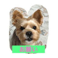 [LINEスタンプ] ロコのお願い
