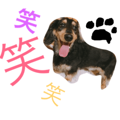 [LINEスタンプ] コロンさんの日常生活