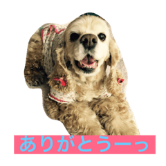 [LINEスタンプ] アメリカコッカースタンプ 2