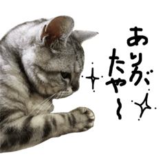 [LINEスタンプ] 猫又予備隊。