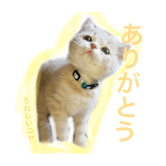 [LINEスタンプ] ささ にゃんこ