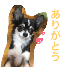 [LINEスタンプ] チワワのくろまめチャン