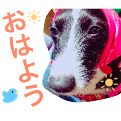 [LINEスタンプ] たろぴっぴの心の声