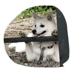 [LINEスタンプ] 日本スピッツのゆきまる