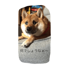 [LINEスタンプ] 豆柴みとん