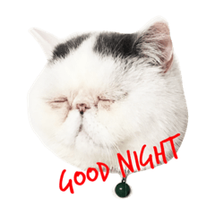 [LINEスタンプ] exoticshorthair PEKO