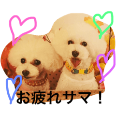[LINEスタンプ] 白プードルのミクとハル