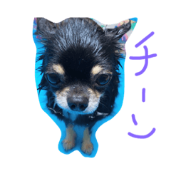 [LINEスタンプ] わんスタ（日常編）