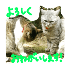 [LINEスタンプ] くうちゃんコロちゃん