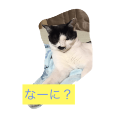 [LINEスタンプ] ココピコロコきなこ