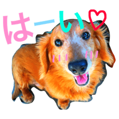 [LINEスタンプ] D＆P