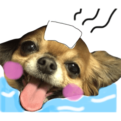 [LINEスタンプ] チワワのくぅ2