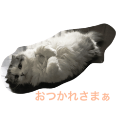 [LINEスタンプ] 猫と犬の日常使えるスタンプ