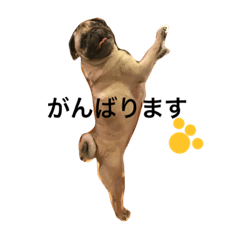 [LINEスタンプ] パグのきなこ