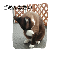 [LINEスタンプ] ニャンダフルスタイル