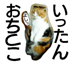 [LINEスタンプ] 仲たがい猫。ねねとのの