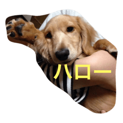 [LINEスタンプ] 我が家のスターメルたんのスタンプ