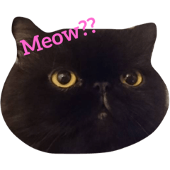 [LINEスタンプ] Carbon the Introvert Catの画像（メイン）