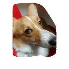[LINEスタンプ] corgi mofu