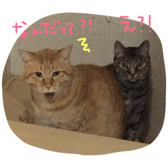 [LINEスタンプ] のんびりイエネコ