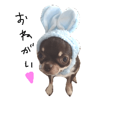 [LINEスタンプ] チワワのしゅう