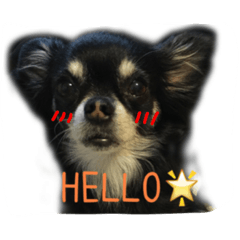 [LINEスタンプ] チロルちゃんスタンプ （チワワ）