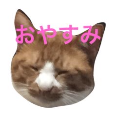 [LINEスタンプ] my cats gyouzatosyuumai