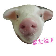 [LINEスタンプ] アニマルたち