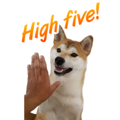 [LINEスタンプ] Shiba Inu Forte (English Version)