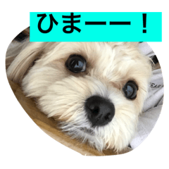 [LINEスタンプ] チワプーの毎日使えるスタンプ