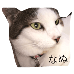 [LINEスタンプ] my cats, jojoutaten
