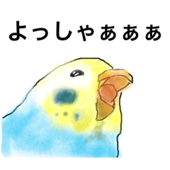 [LINEスタンプ] ウロコインコとセキセイ兄さんズ 第2弾
