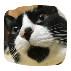 [LINEスタンプ] ドアップネコ達