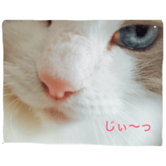 [LINEスタンプ] ラグふぁみ