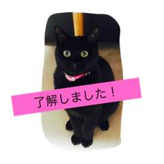 [LINEスタンプ] クロのスタンプ(=^x^=)