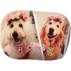 [LINEスタンプ] ゴールデンドゥードル＆レトリバー