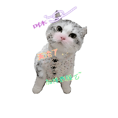 [LINEスタンプ] 猫の兄弟~斑＆綿の砂糖