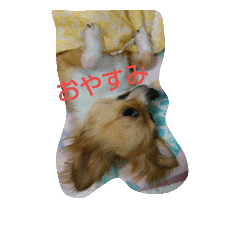 [LINEスタンプ] うちのここあ