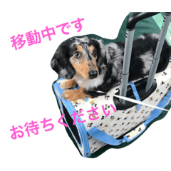 [LINEスタンプ] ちぽしゃん