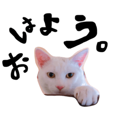 [LINEスタンプ] 白猫ハルとウィン