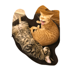 [LINEスタンプ] dada home is cat