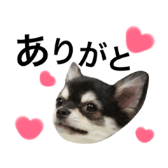 [LINEスタンプ] チワワのちょこ