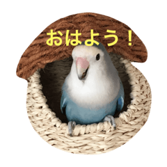 [LINEスタンプ] ラブバード シー