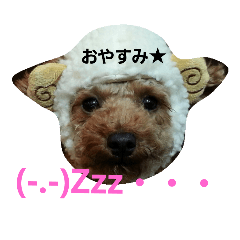 [LINEスタンプ] toypoodle Q-chan