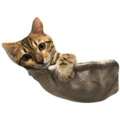 [LINEスタンプ] ベンガル猫 うにちゃん。