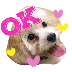 [LINEスタンプ] トイプーコロちゃんのつぶやき