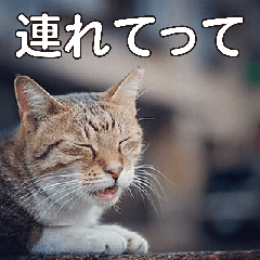 [LINEスタンプ] Meow Meow Not Say - JP Animoji