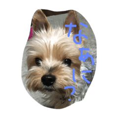 [LINEスタンプ] ヨークシャテリアのためのスタンプ