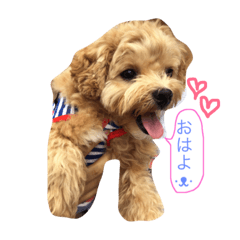 [LINEスタンプ] ちゃちゃまる。